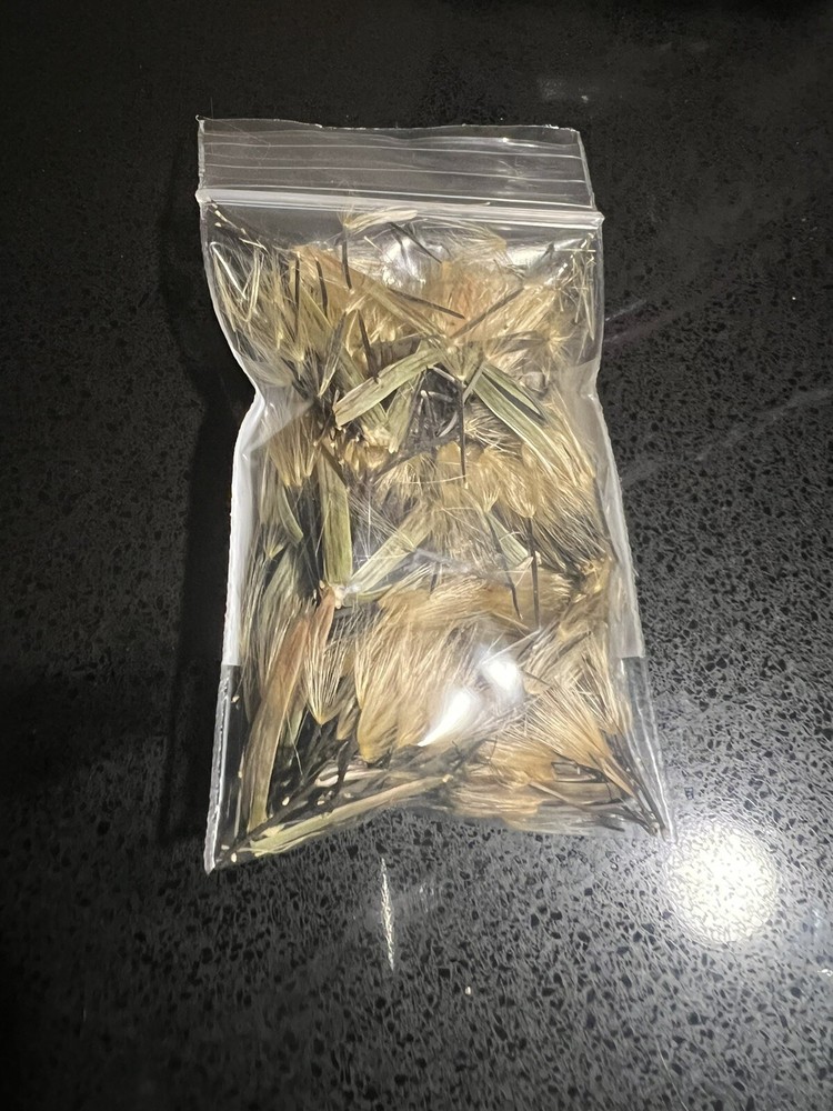 500+ PAPALO Herb Seeds (Porophyllum) Medicinal, Organic Poreleaf 05/23 Harvested-image