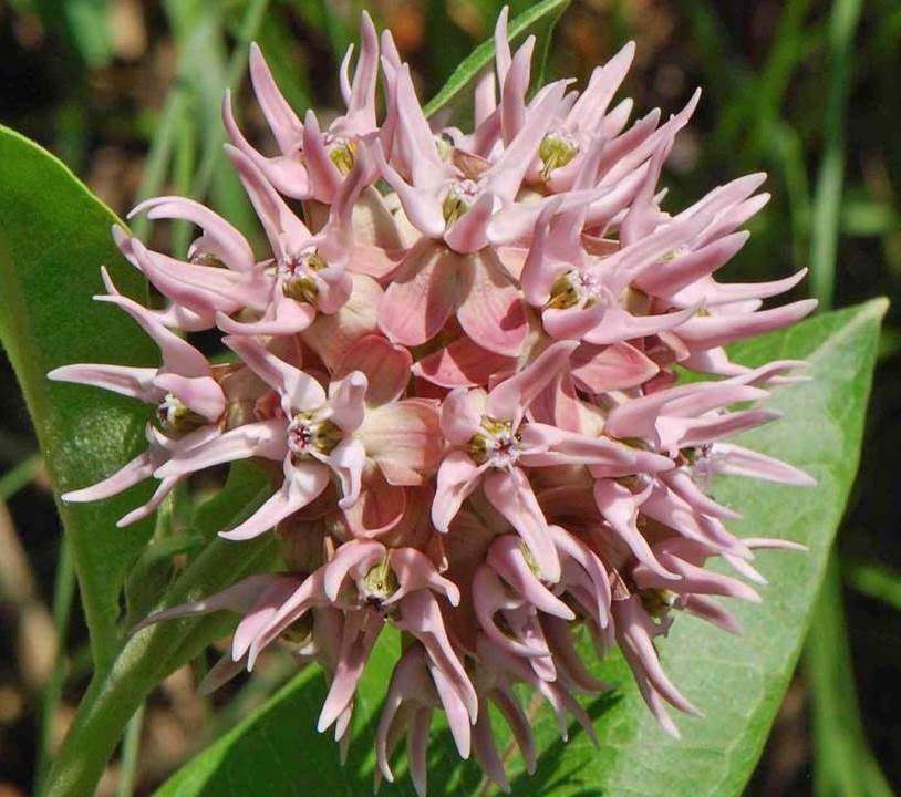Showy Milkweed Seeds - Asclepias Speciosa - B243