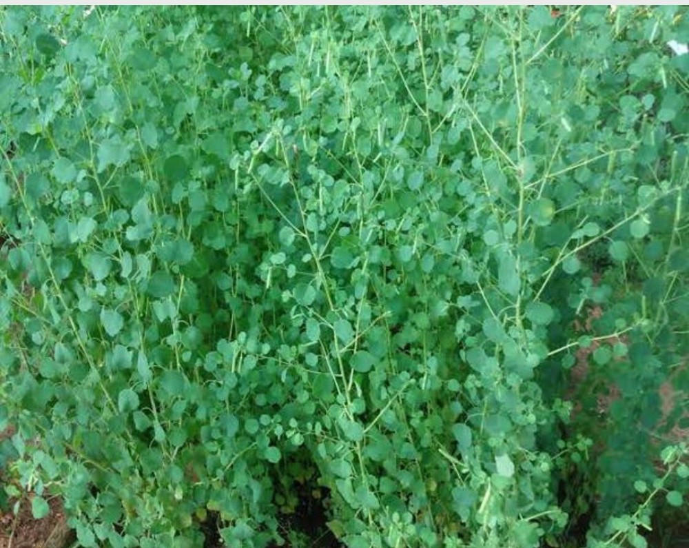 Papalo herb seed (Porophyllum ruderale ssp. macrocephalum) 1000+ fresh seeds-image