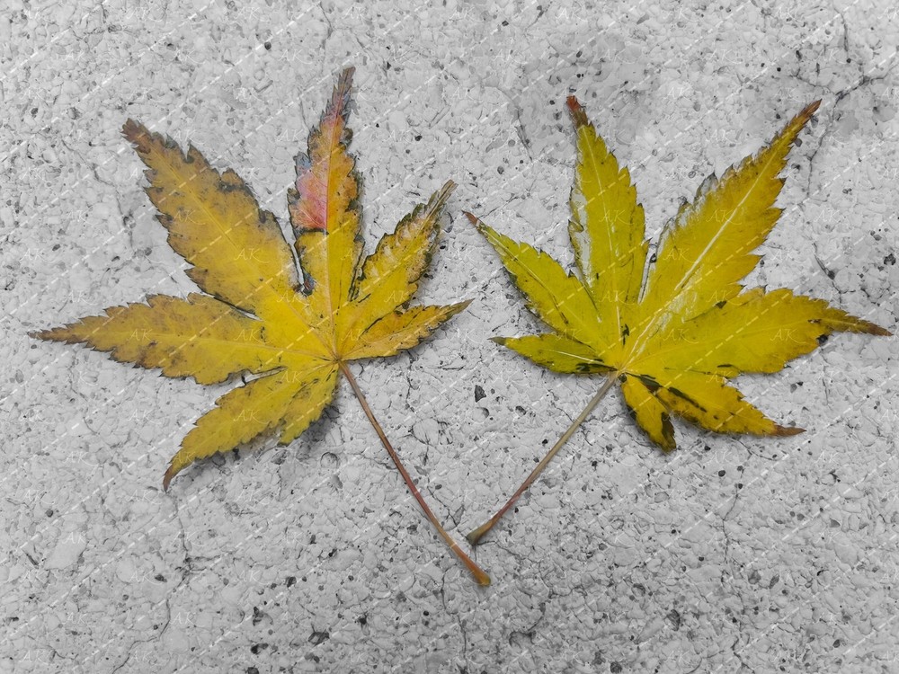 Fallen Maple Leaves Autumn Digital Wallpaper Photo Image  -image