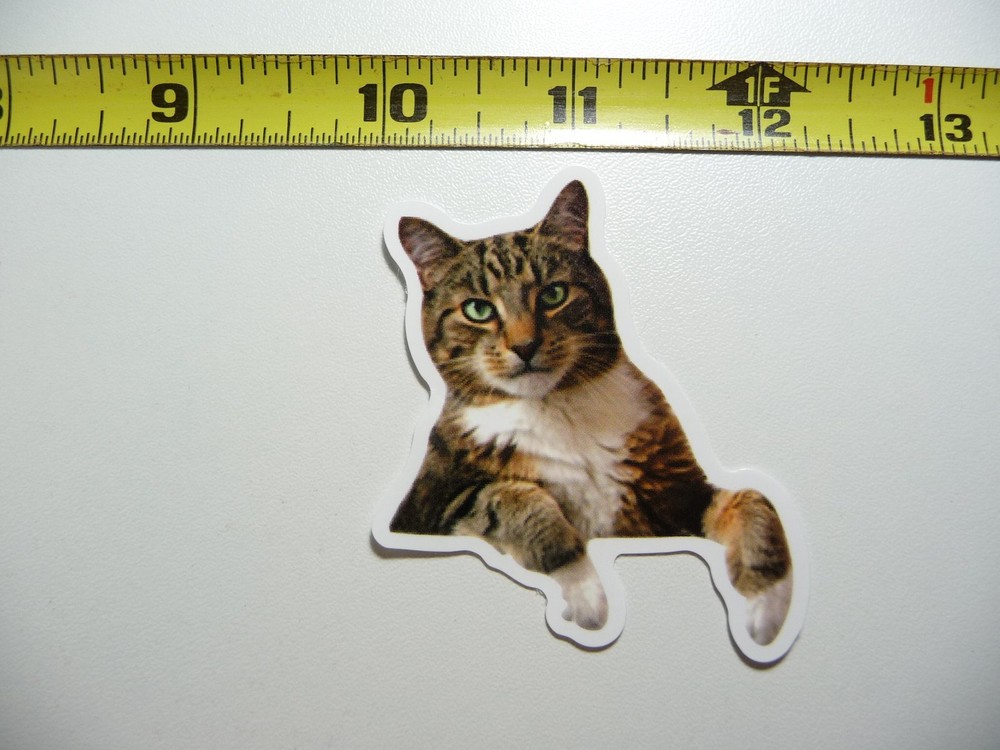 WHAT DO YOU WANT CAT DECAL STICKER FELINE PET HOUSE KITTEN