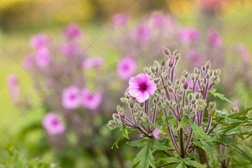 Blooming Flowers Digital Wallpaper for Desktop & Mobile-image