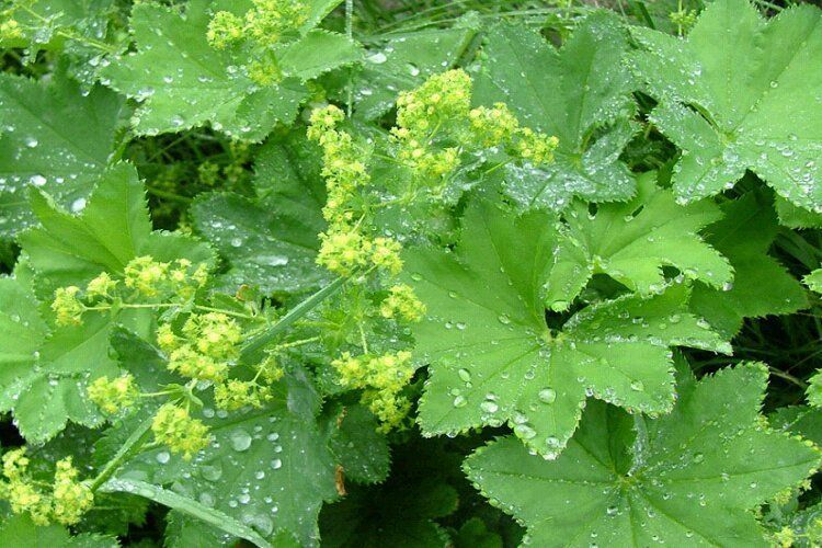 for slimming and gynecology LADIES,LADY'S MANTLE WOMEN Tea HEALTHY