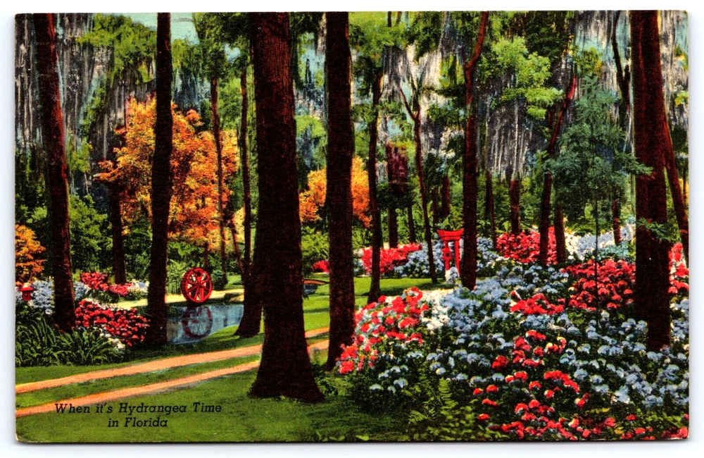 Original Old Vintage Outdoor Postcard Hydrangea Flowers Florida USA 1962