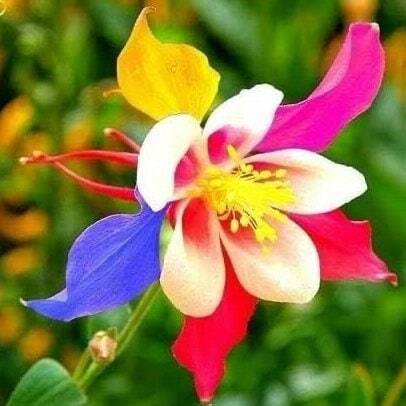 20 rare columbine flower seeds for spring summer Blue Yellow White red colorful