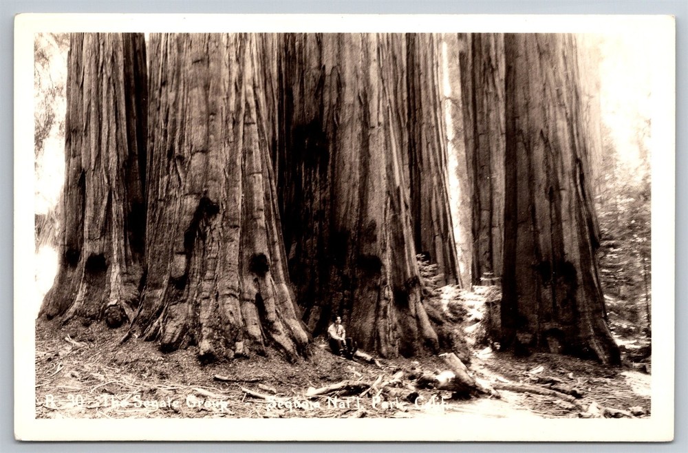 RPPC The Segate Group Sequoia Nat'l Park CA C1940s Postcard AB20