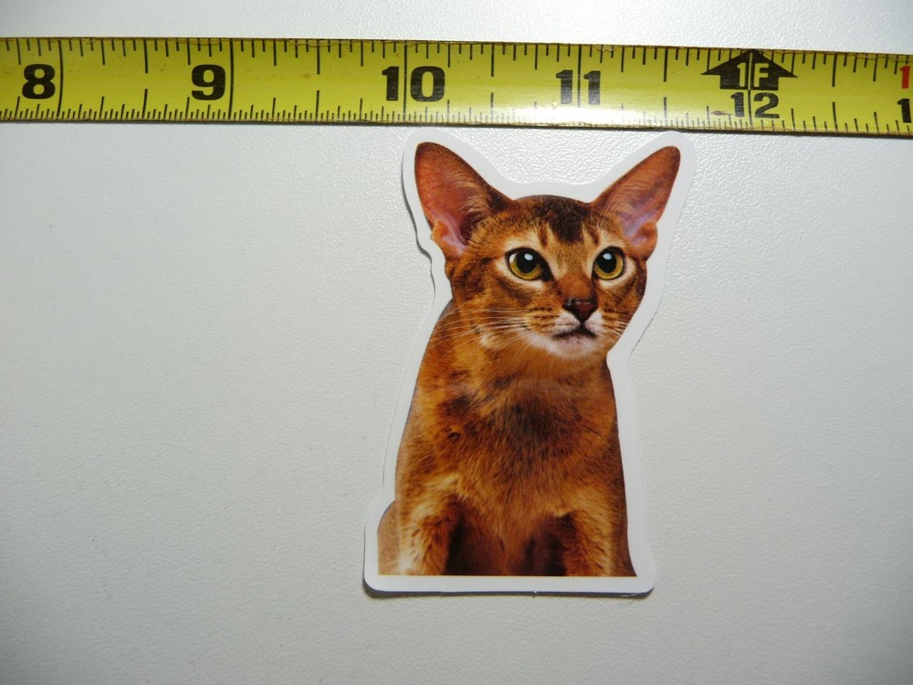 TOO SERIOUS CAT DECAL STICKER FELINE PET HOUSE KITTEN