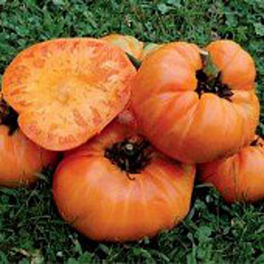 25 Seeds Kellogg S Break Tomato Seeds (More Heirloom Organic Non GMO Vegetable F