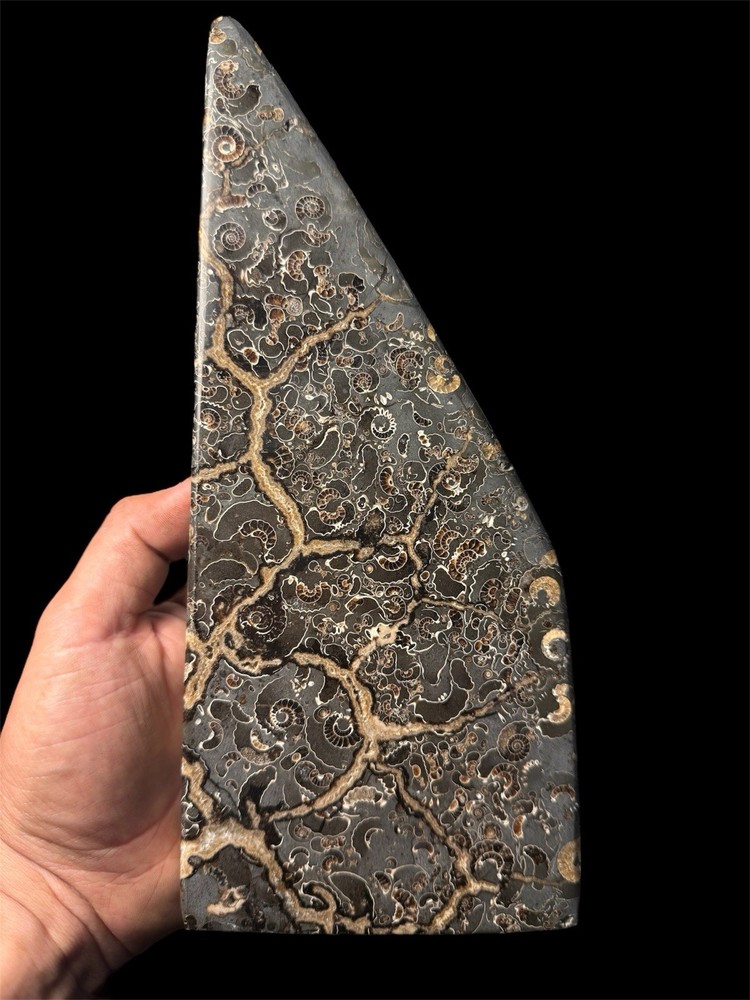 Premium A-Grade Large Ammonite Fossil Slab – Polished Jurassic Marston Marble – UK Origin