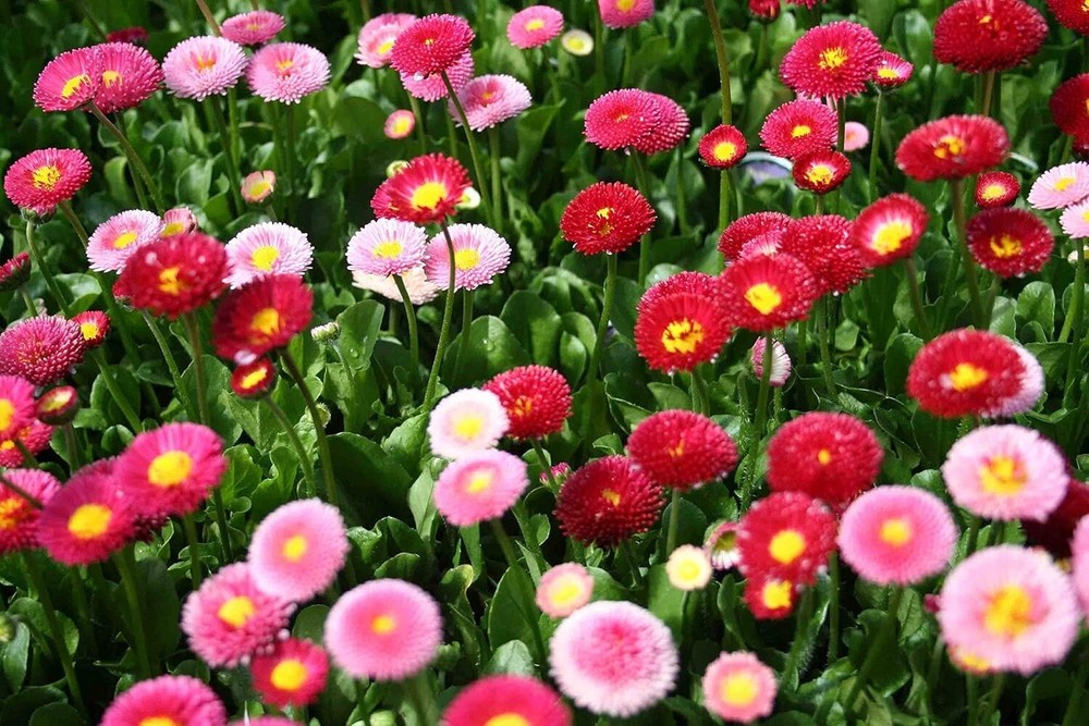 Imported Daisy-Double Mixed Flower Seeds For Home Garden-100 Seeds