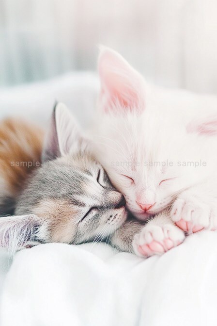 Digital Art Wallpaper Background for Desktop Photos