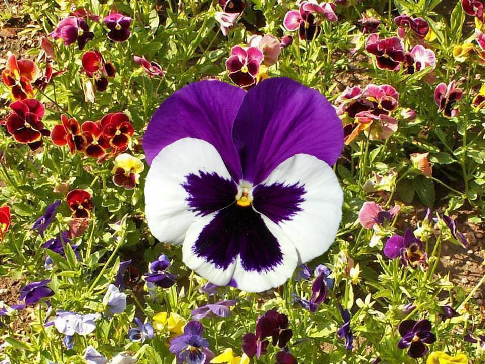 Pansy Swiss Giants Mix Seeds - Viola wittrockiana - B247