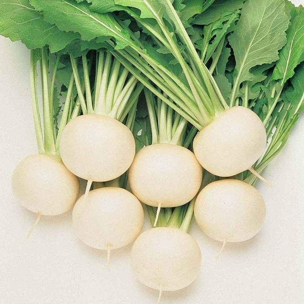 25 Seeds Oasis Turnip Seeds (More Heirloom Organic Non GMO Vegetable Fruit Herb