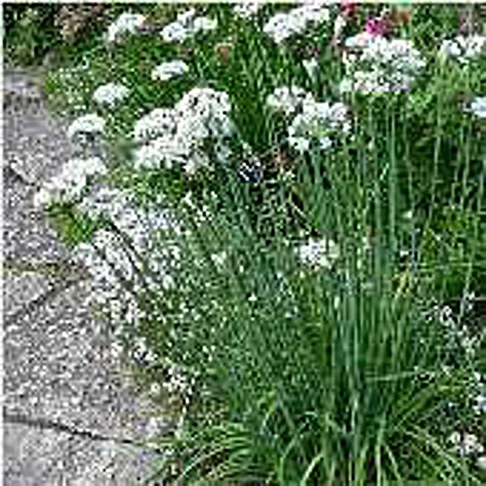 25 Seeds Garlic Chives Seeds (More Heirloom Organic Non GMO Vegetable Fruit Herb