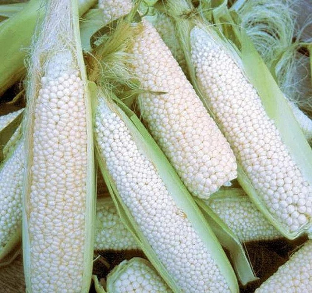 25 Seeds Country Gentleman Shoepeg Corn Seeds (More Heirloom Organic Non GMO Veg