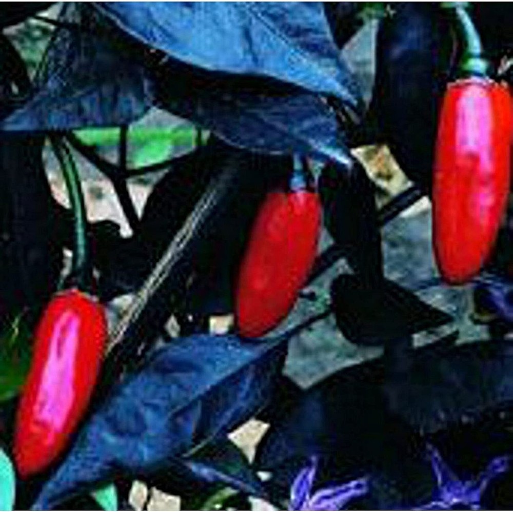 25 Seeds Pretty in Purple Hot Peppers Seeds (More Heirloom Organic Non GMO Veget
