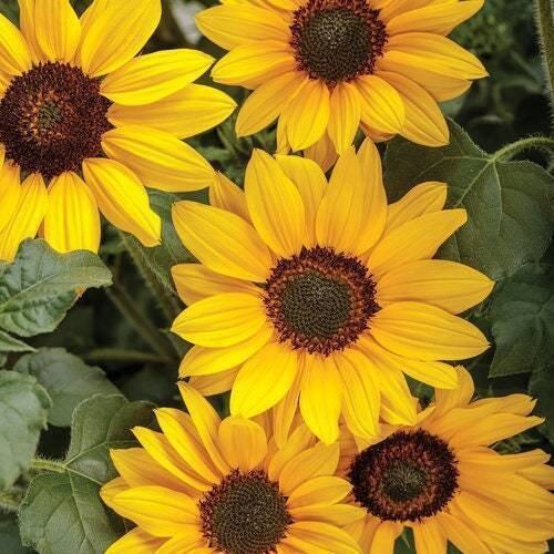 20 yellow sunflower seeds plants garden plants rare flower colorful