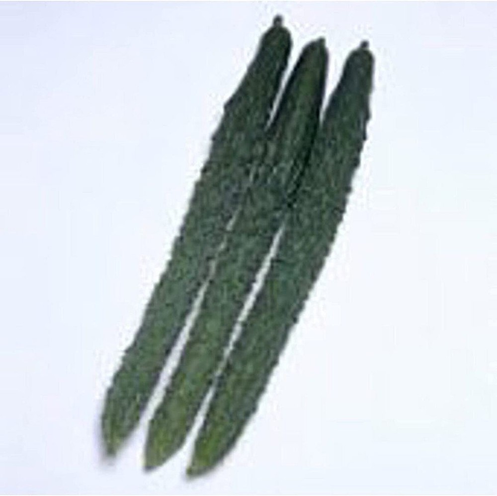 25 Seeds Palace Pride Cucumbers Seeds (More Heirloom Organic Non GMO Vegetable F