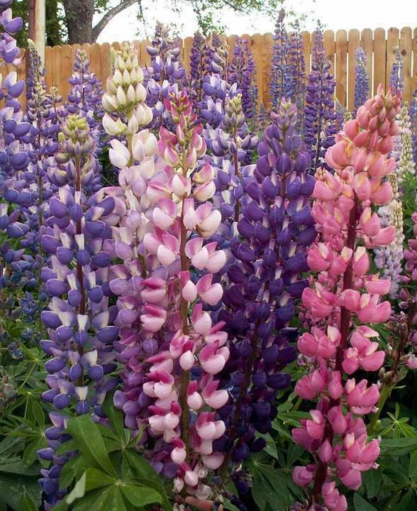 Russell Lupine Mix Wildflower Seeds - Lupinus polyphyllus - B143