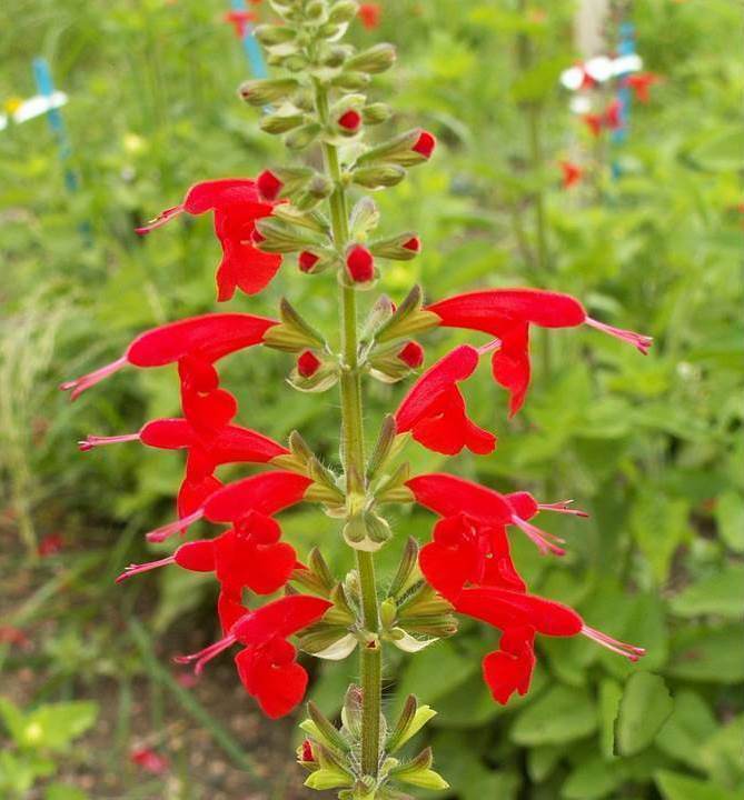 Scarlet Sage Wildflower Seeds - Salvia splendens - B134