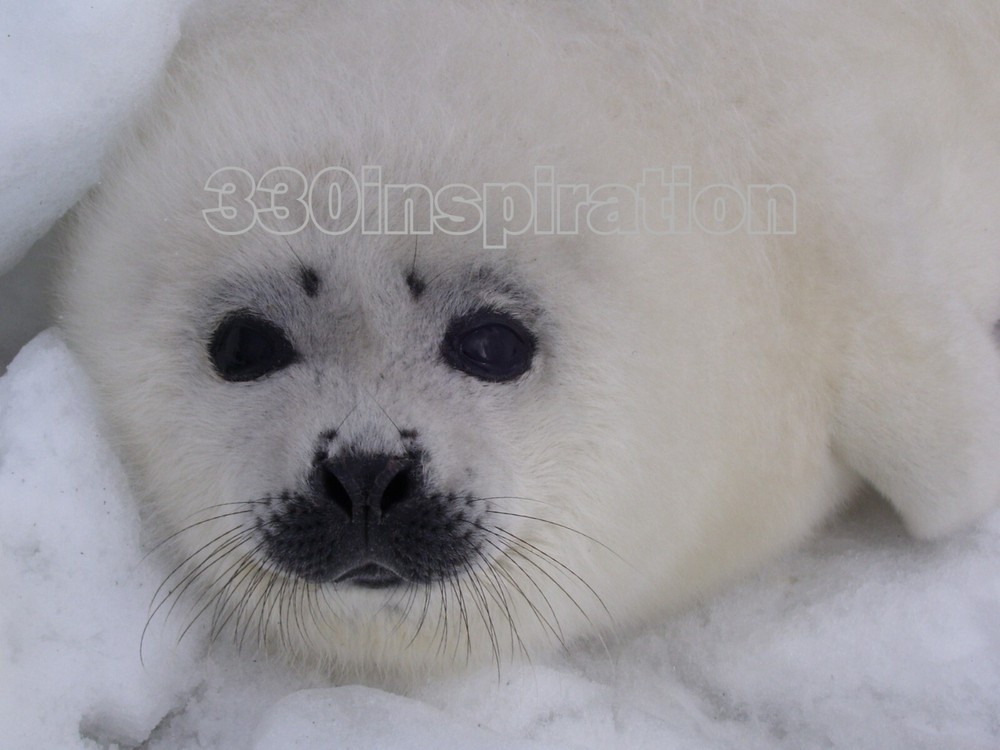 Natural Seal on Ice Digital Wallpaper Background for Desktop #N12-image