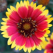 20+ seeds Indian Blanket seeds Gaillardia aristata colors included are yellow r
