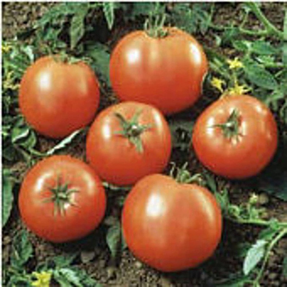 25 Seeds Prime Beef Goliath Tomato Seeds (More Heirloom Organic Non GMO Vegetabl