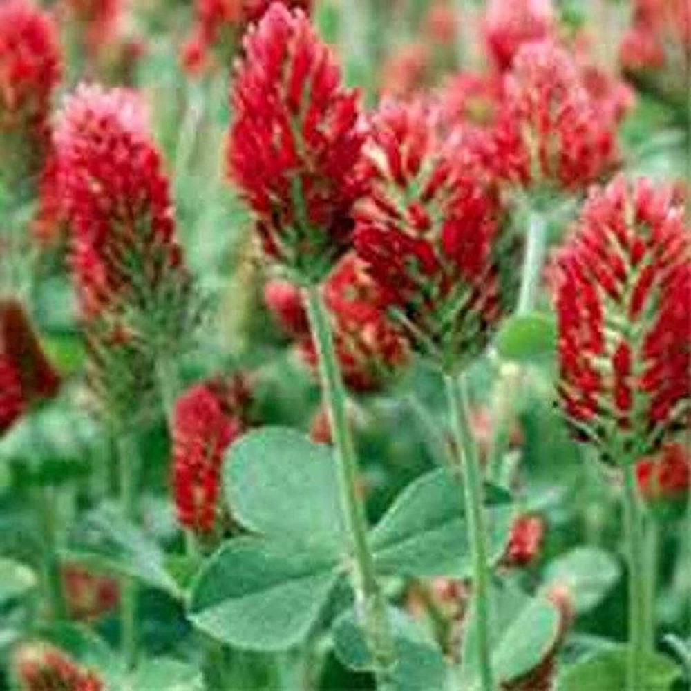 25 Seeds Crimson Clover Seeds (More Heirloom Organic Non GMO Vegetable Fruit Her