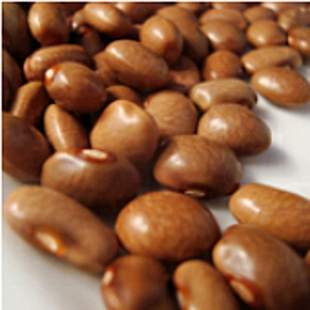 25 Heirloom Organic Non-GMO Ruth Bible Pole Bean Seeds for Planting