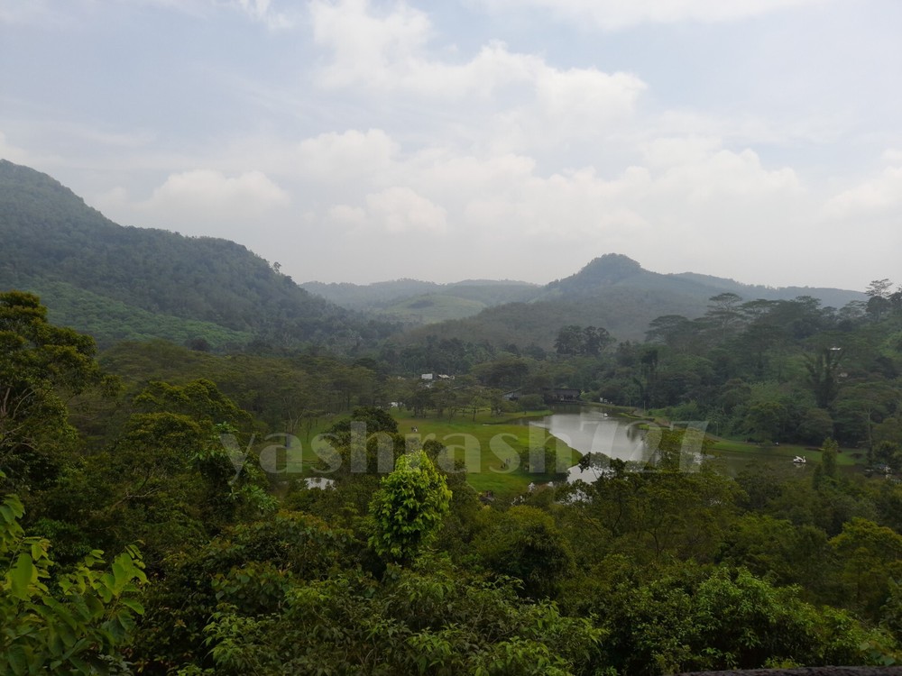 Nature Forest Desktop Wallpaper Digital Image Photo Background Art