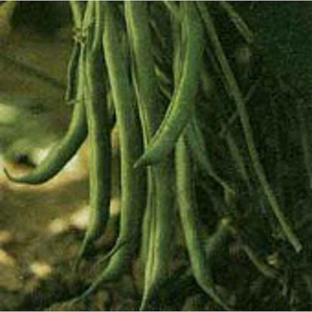 25 Seeds Pink Half Runner Pole Beans Seeds (More Heirloom Organic Non GMO Vegeta