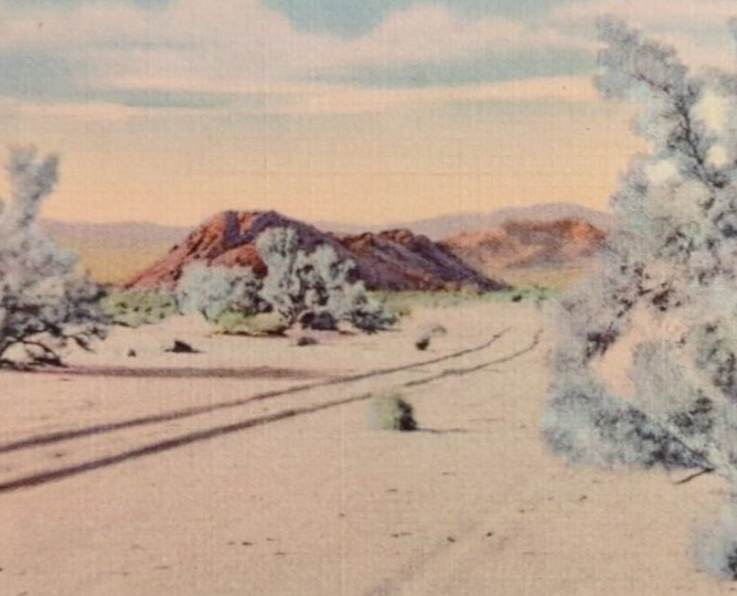 Smoke Trees in a Desert Wash California c1940 Unposted Vintage Linen Postcard
