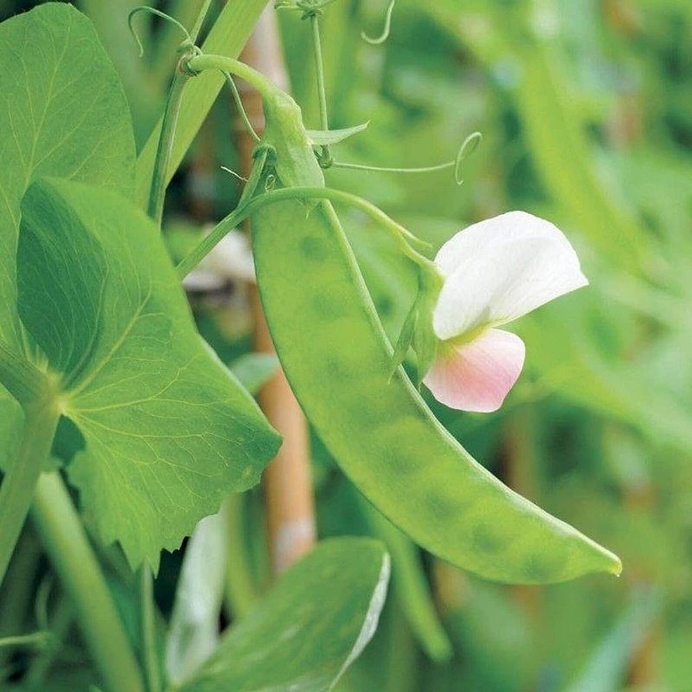 25 Seeds Dwarf White Sugar Snow Pea Seeds (More Heirloom Organic Non GMO Vegetab