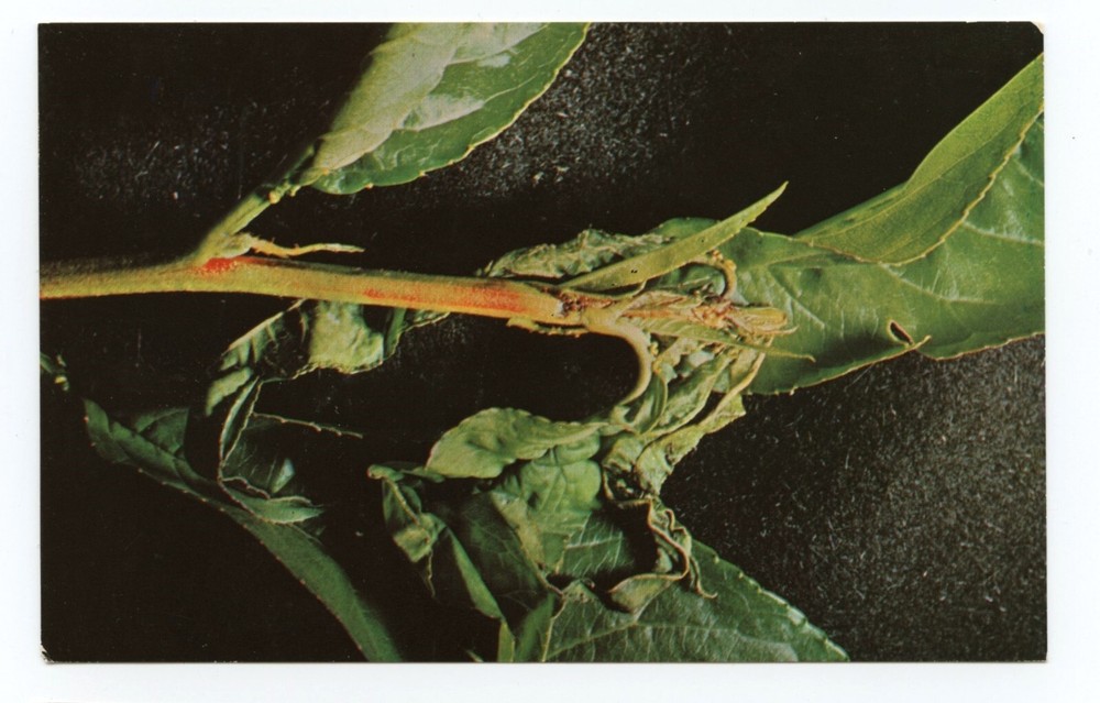 Oriental Fruit Moth Sevin Insecticide Business Advertising Postcard