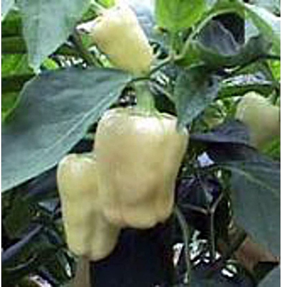 25 Seeds Giant Szegedi Sweet Peppers Seeds (More Heirloom Organic Non GMO Vegeta