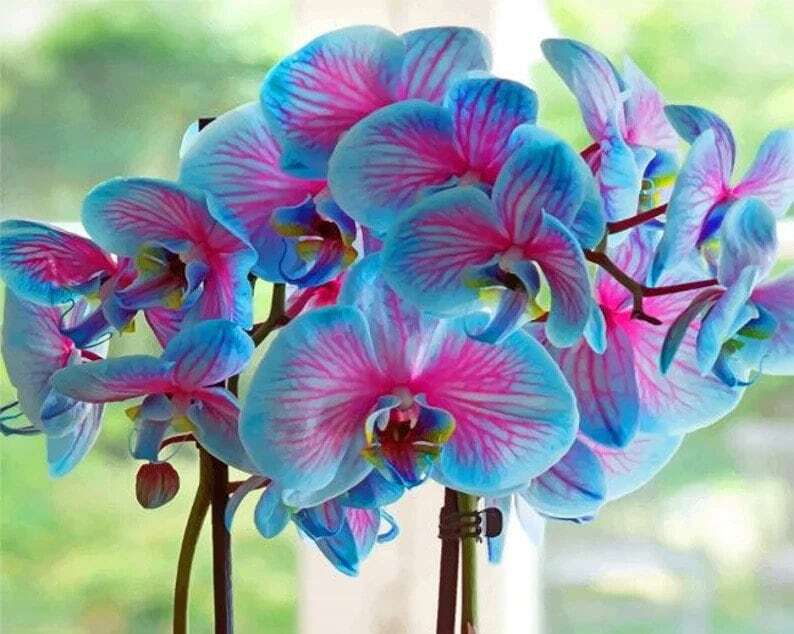 1 coastline elegance orchid tuber bulb, flower plant lawn incredibly beautiful