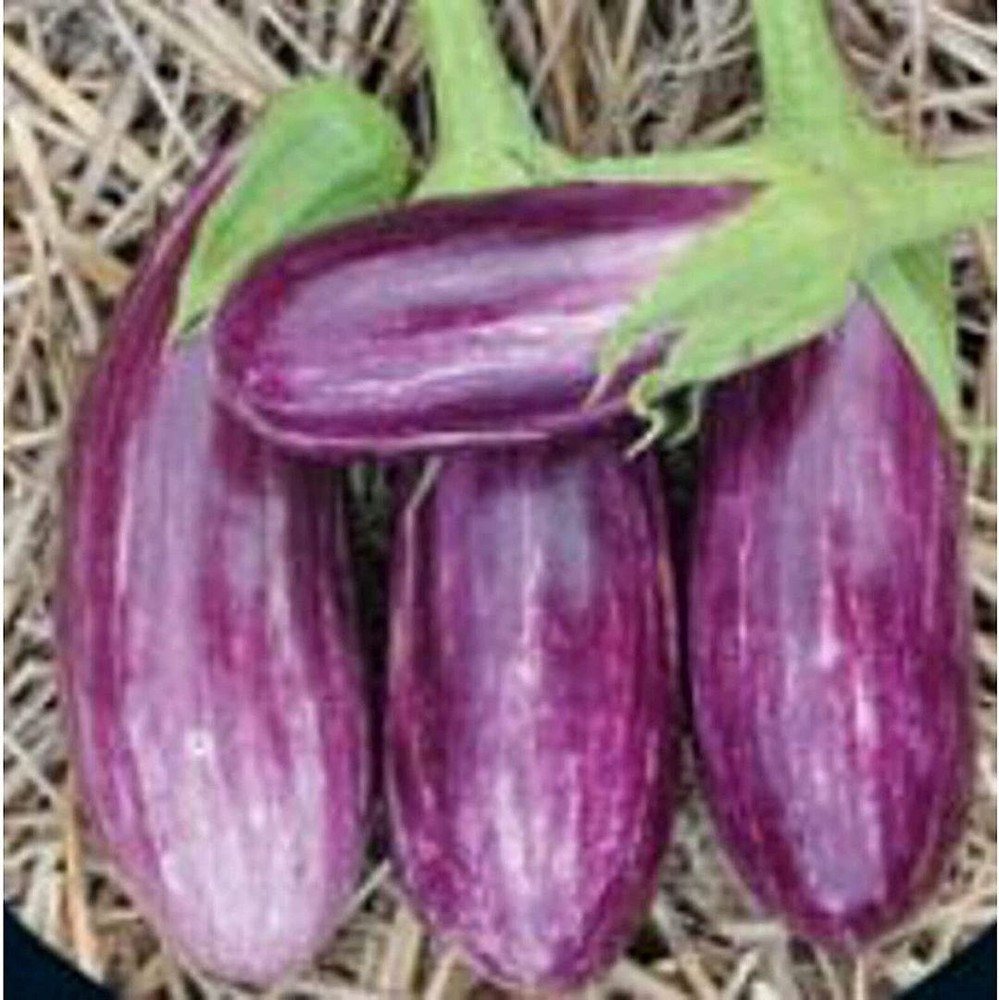 25 Seeds Pandora Striped Rose Eggseeds Seeds (More Heirloom Organic Non GMO Vege