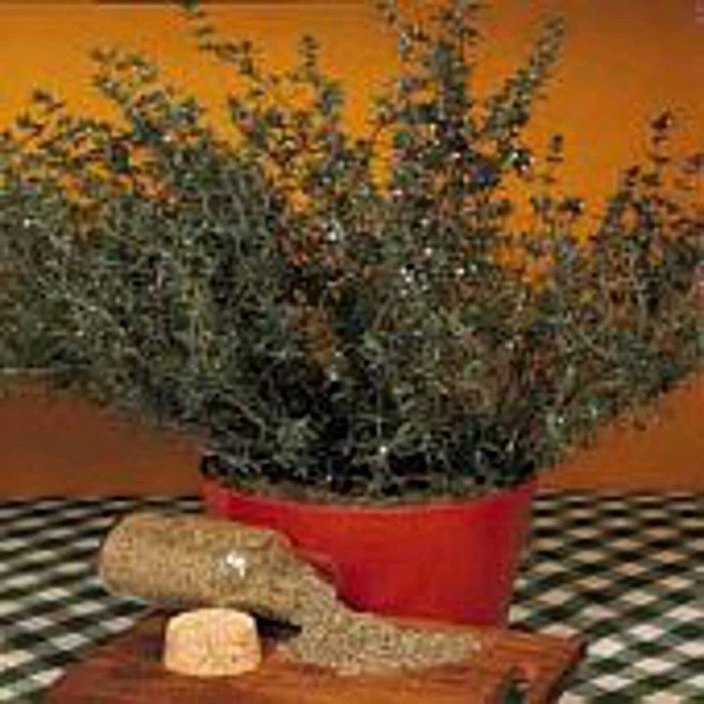25 Seeds English Thyme Seeds (More Heirloom Organic Non GMO Vegetable Fruit Herb