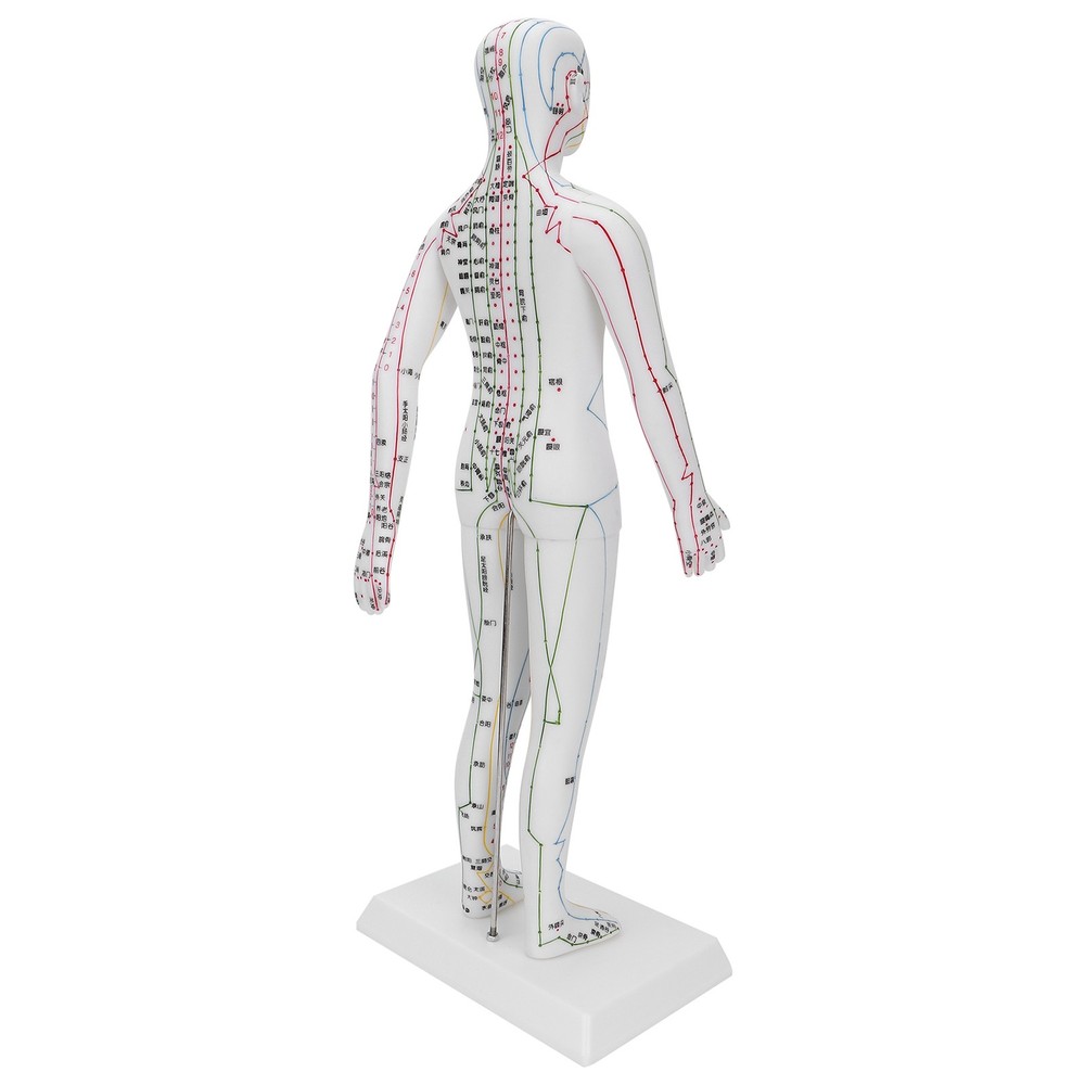 Women's Acupuncture Meridians Model with Base - Detailed Educational Tool  