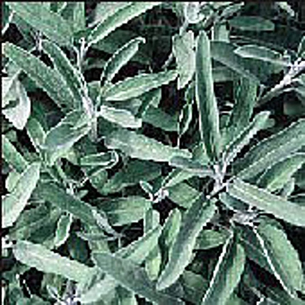 25 Heirloom Organic Non-GMO Sage Seeds for Vegetables, Fruits, Herbs, and Flowers
