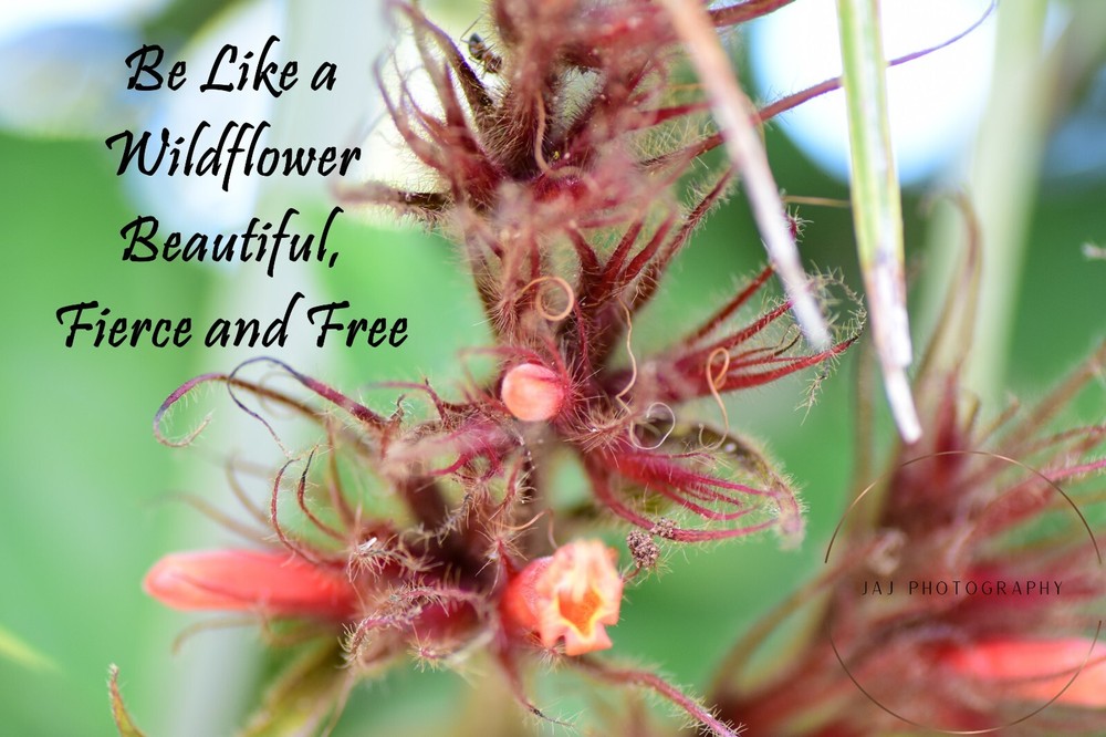 Wildflower digital photo from a local park walk-image