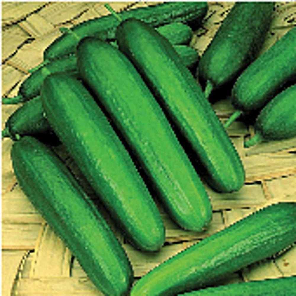 25 Seeds Early Green Cluster Cucumbers Seeds (More Heirloom Organic Non GMO Vege