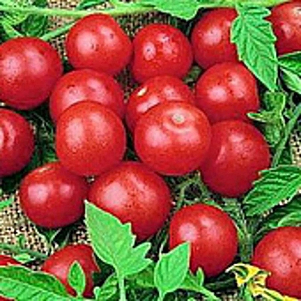25 Seeds Red Cherry Tomato (Small) Seeds (More Heirloom Organic Non GMO Vegetabl