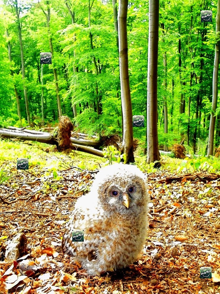 Digital Desktop Art Photo Virtual Gift - E-Product Owl Nature Forest Bird  -image