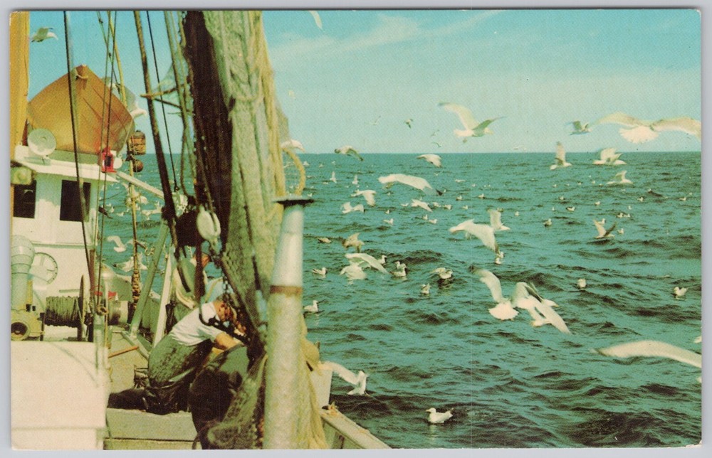 Vintage Cape Cod MA postcard with fishing boat and seagulls