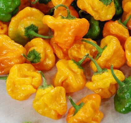 20 Yellow Scotch Bonnet seeds Heirloom hot pepper plant seeds flowers rare colo