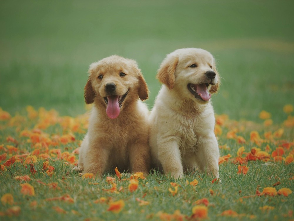 Cute puppy digital wallpaper AI art background for desktop