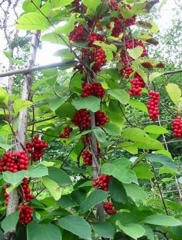 Magnolia vine {Schisandra sphenanthera} Organic 10 seeds Free U.S. Shipping!