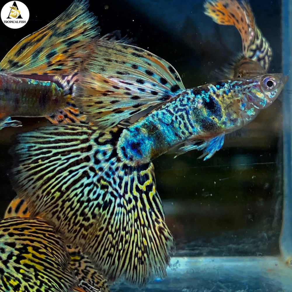 1 Male - Premium Grade Live Guppy Fish Fancy Yellow Tiger King Cobra VIP USA