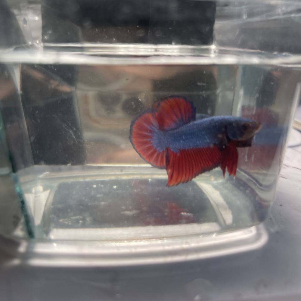 Blue Red Dragon Male Betta Fish